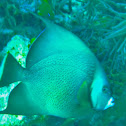 Gray Angelfish