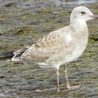 Laughing Gull