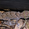 Thick-toed Gecko