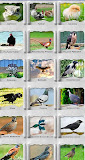 Animal Bio