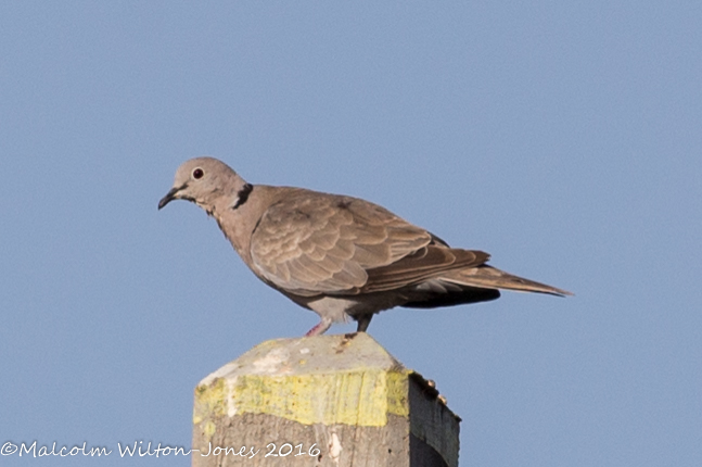 Collared Dove; Tórtola Turca