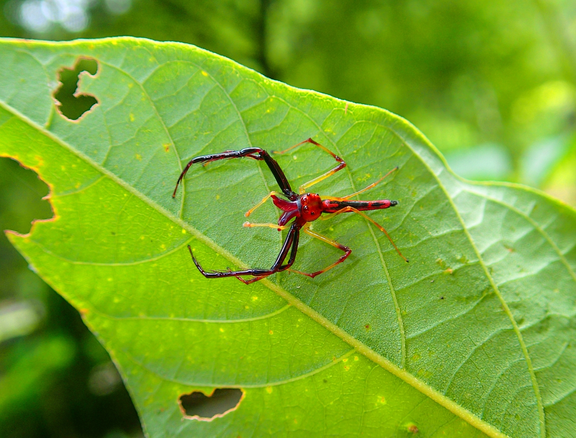 Wide-jawed Jumping Spider