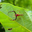 Wide-jawed Jumping Spider