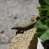 Wall Lizard