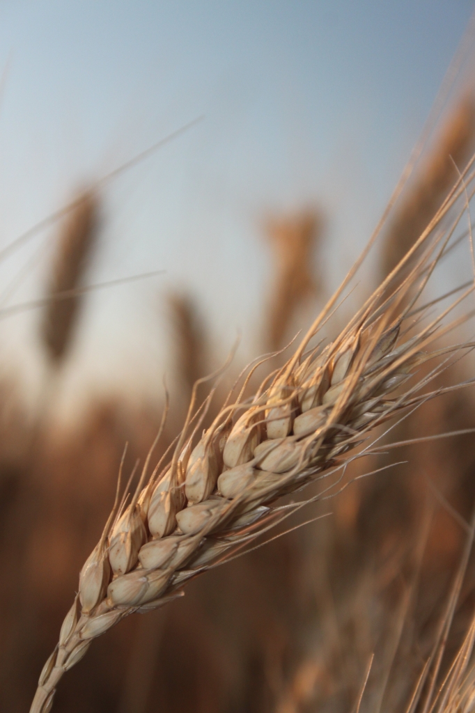 La Spiga Di Grano di chetiello66