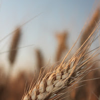 La Spiga Di Grano di 