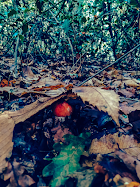 The invisible mushroom