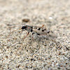 Ghost Tiger Beetle