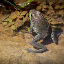 Southern Leopard Frog