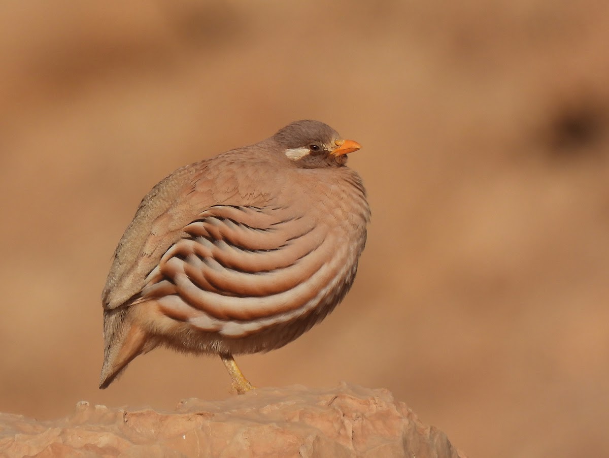 sand partridge