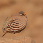 sand partridge