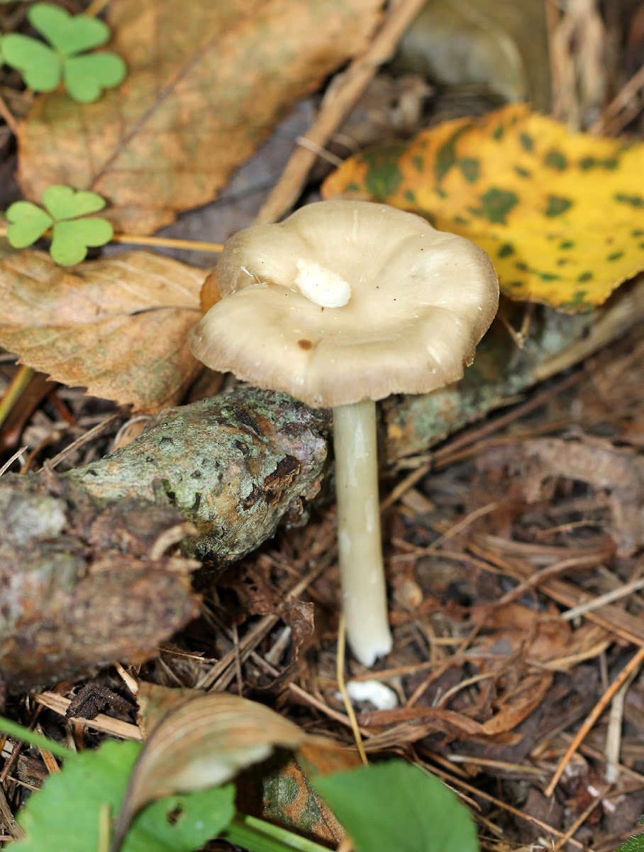 Entolomatoid Mushroom