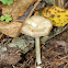 Entolomatoid Mushroom