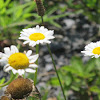 Ox-eye Daisy