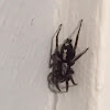 Parson spider