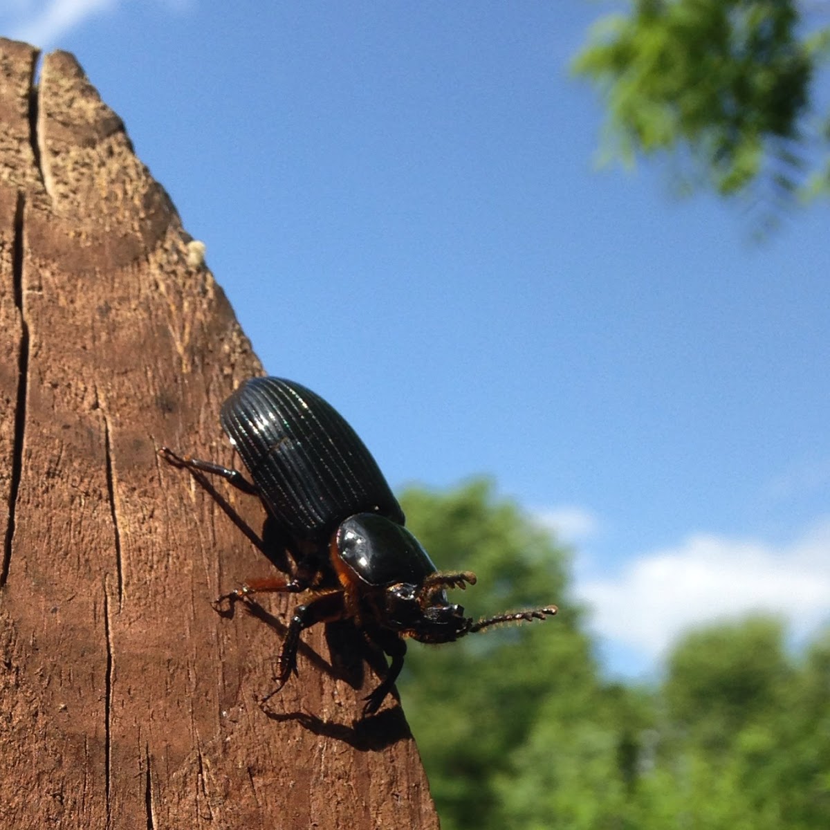 Black Ground Beetle