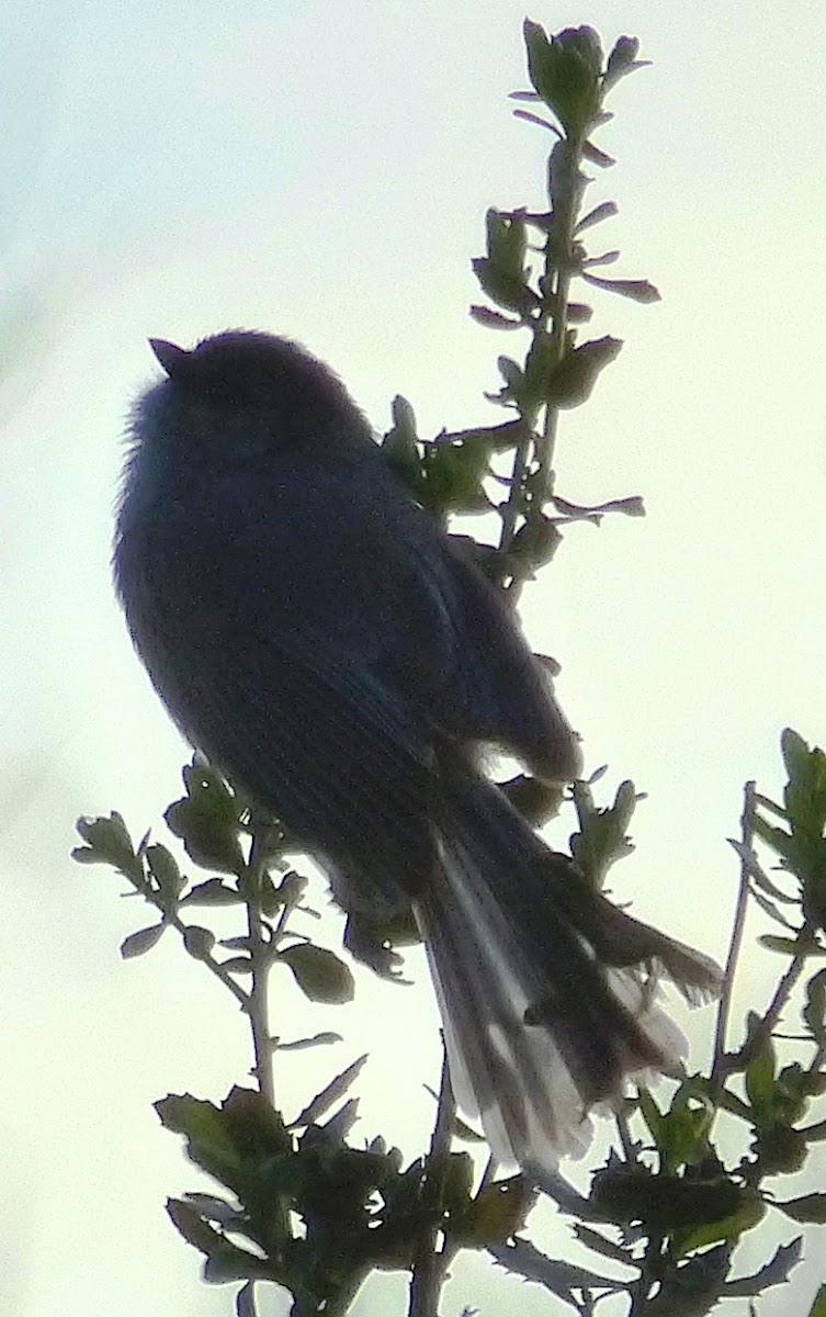 Bushtit