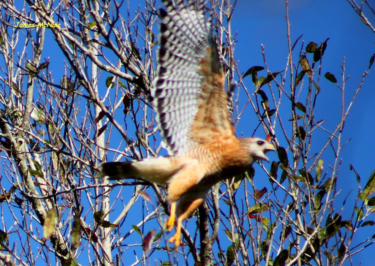 Red-shouldered Hawk