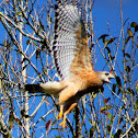 Red-shouldered Hawk