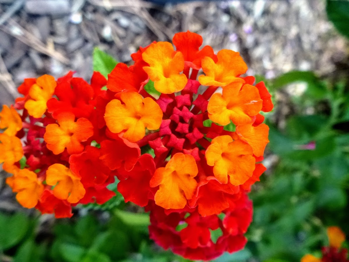 Lantana