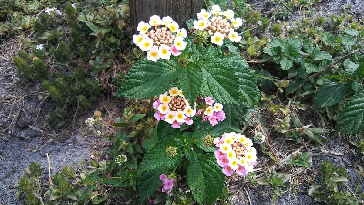 Lantana