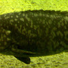 Grouper