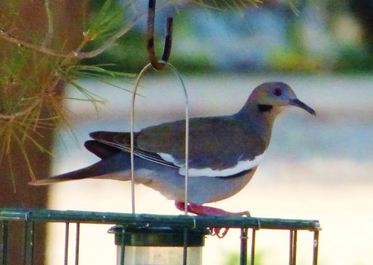 White-winged Dove