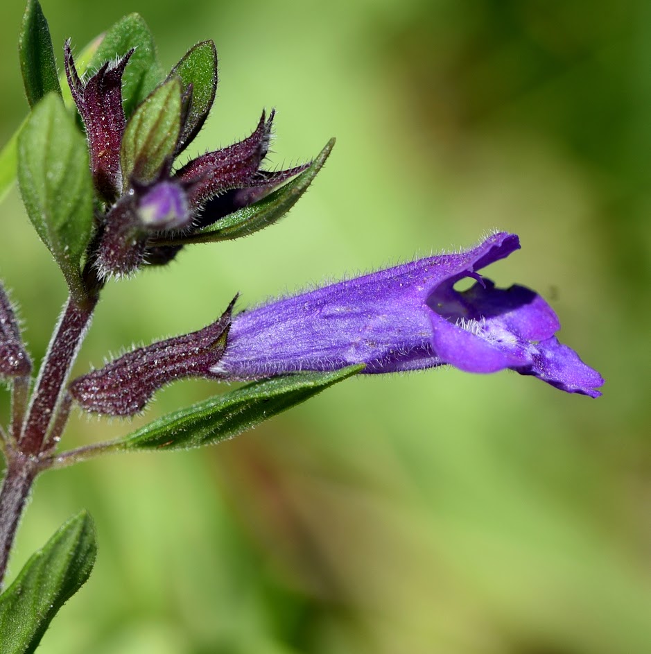 bloem en kelkblad