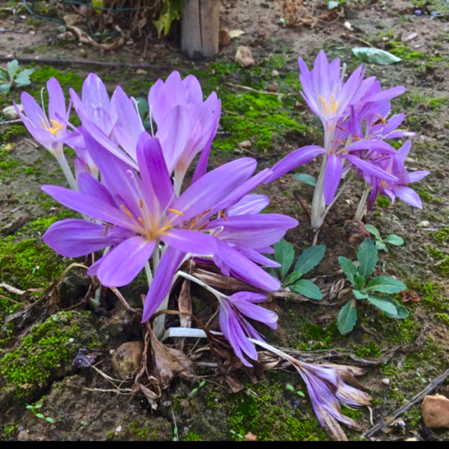 Autumn crocus, Colchique