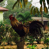 Red Junglefowl, Ayam kampung jantan