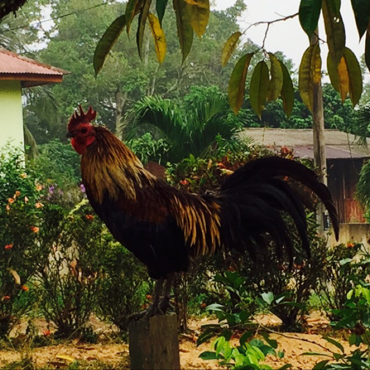 Red Junglefowl, Ayam kampung jantan