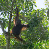 Bornean orangutan