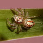 Frigga spider