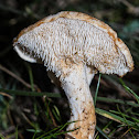 Hedgehog mushroom