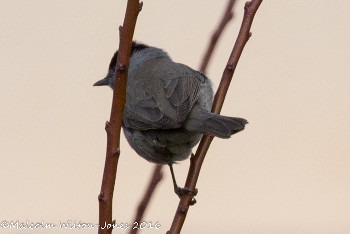 Blackcap; Curruca Capiritada