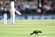 A hadeda ibis (bostrychia hagedash) minds its own business while day one of the 2nd Test match between South Africa and England proceeds around it at Newlands Cricket Stadium on Friday.