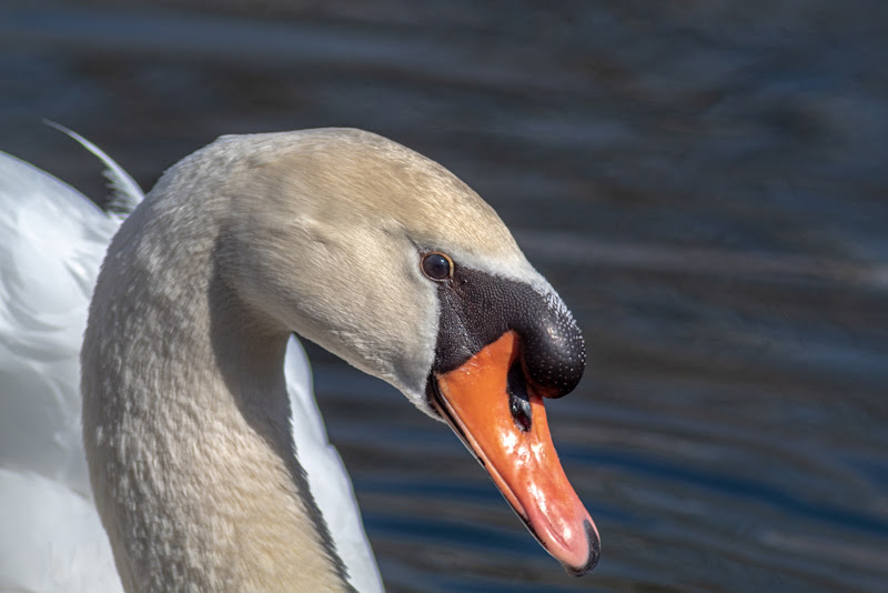 Cigno di tano53