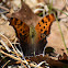 Question Mark butterfly