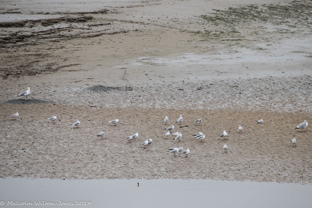 Black-headed Gull