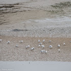 Black-headed Gull