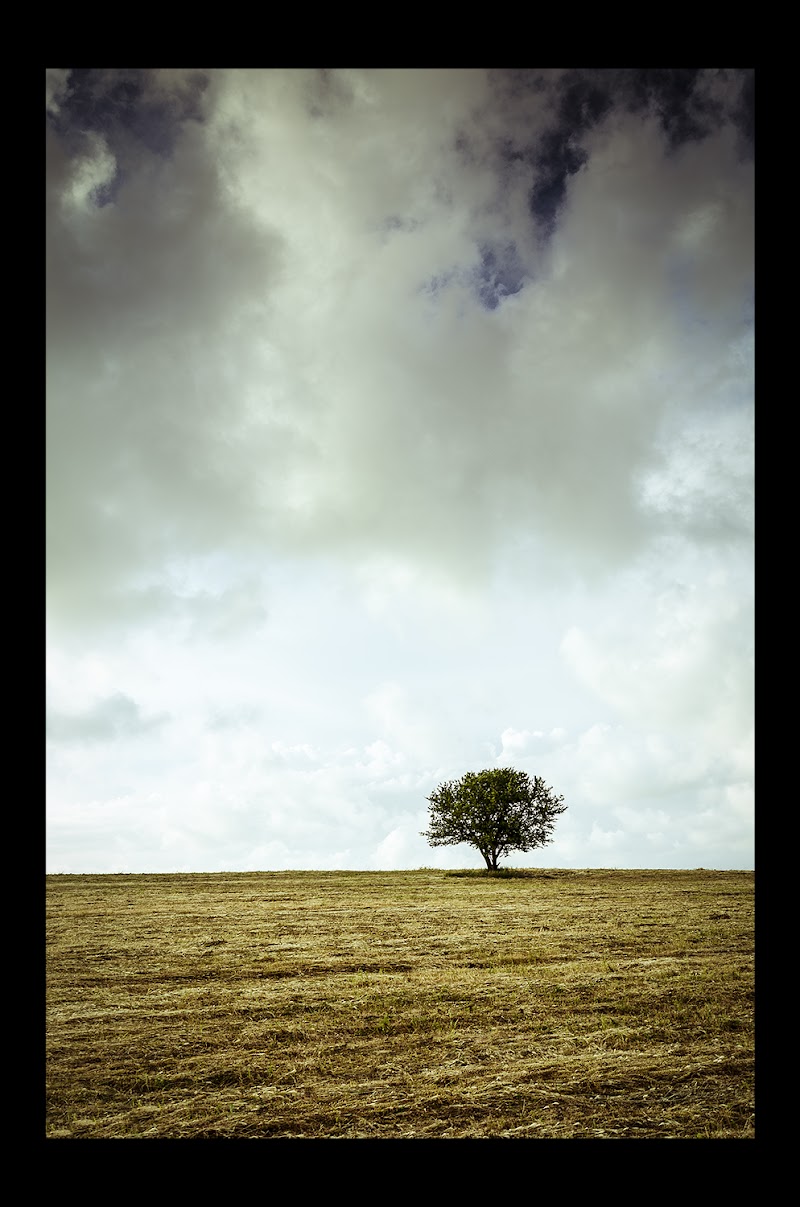 Albero di christian.montone.3