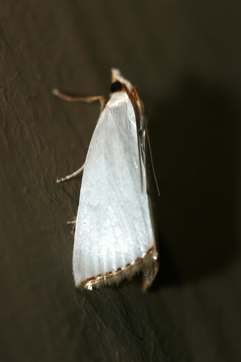 Snowy Urola Moth