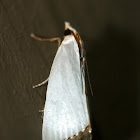 Snowy Urola Moth