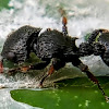 Asian Turtle ant,