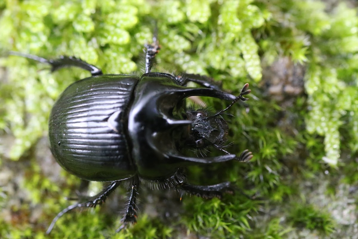 Minotaur Beetle