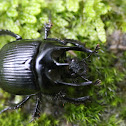 Minotaur Beetle