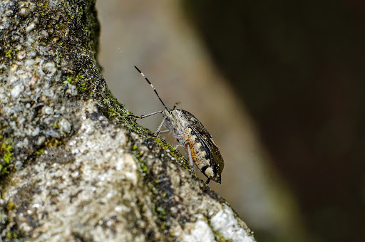 Rhaphigaster nebulosa