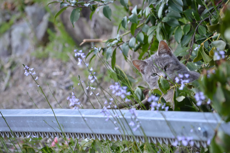 RCZのカメラの練習・静岡県・静岡市・ねこ・自然×愛車に関するカスタム事例の投稿画像6枚目