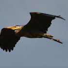 Great blue heron