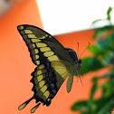 Thoas Swallowtail